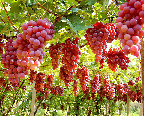 ���ͷ���